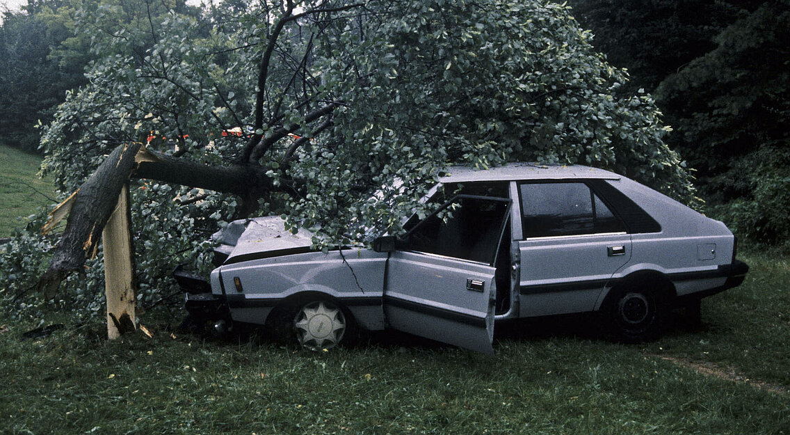 Baum auf PKW